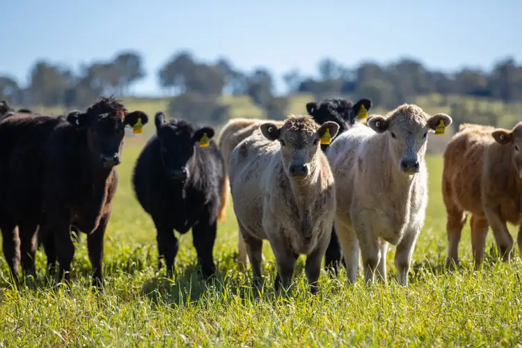 'Pine View' 821 Llangothlin Road