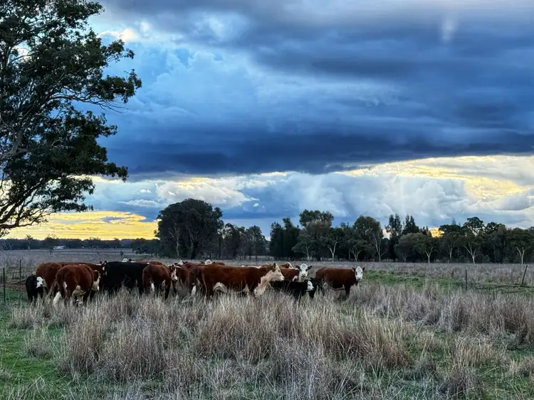 Main view of Homely rural property listing, "Wendouree" 2643 Back Trundle Road, Parkes NSW 2870