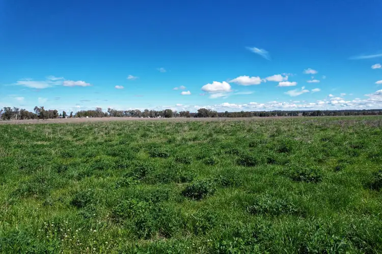 Fifth view of Homely rural property listing, "Wendouree" 2643 Back Trundle Road, Parkes NSW 2870