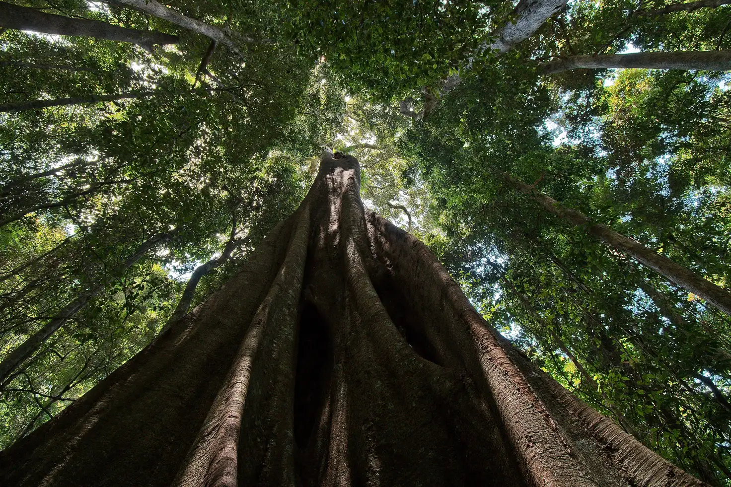 Main view of Homely land listing, 156 Freds Road, Mount Pleasant QLD 4521