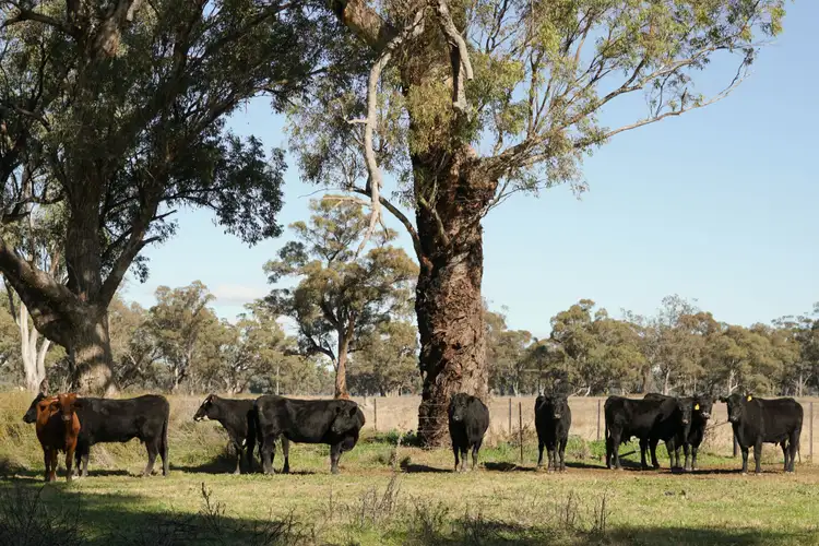 Part Troubalgie Littles Road, Forbes NSW 2871