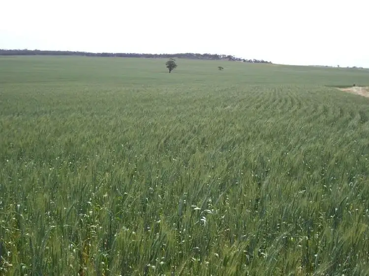 Third view of Homely rural property listing, 3803 Goondoloo Road, Halidon SA 5309