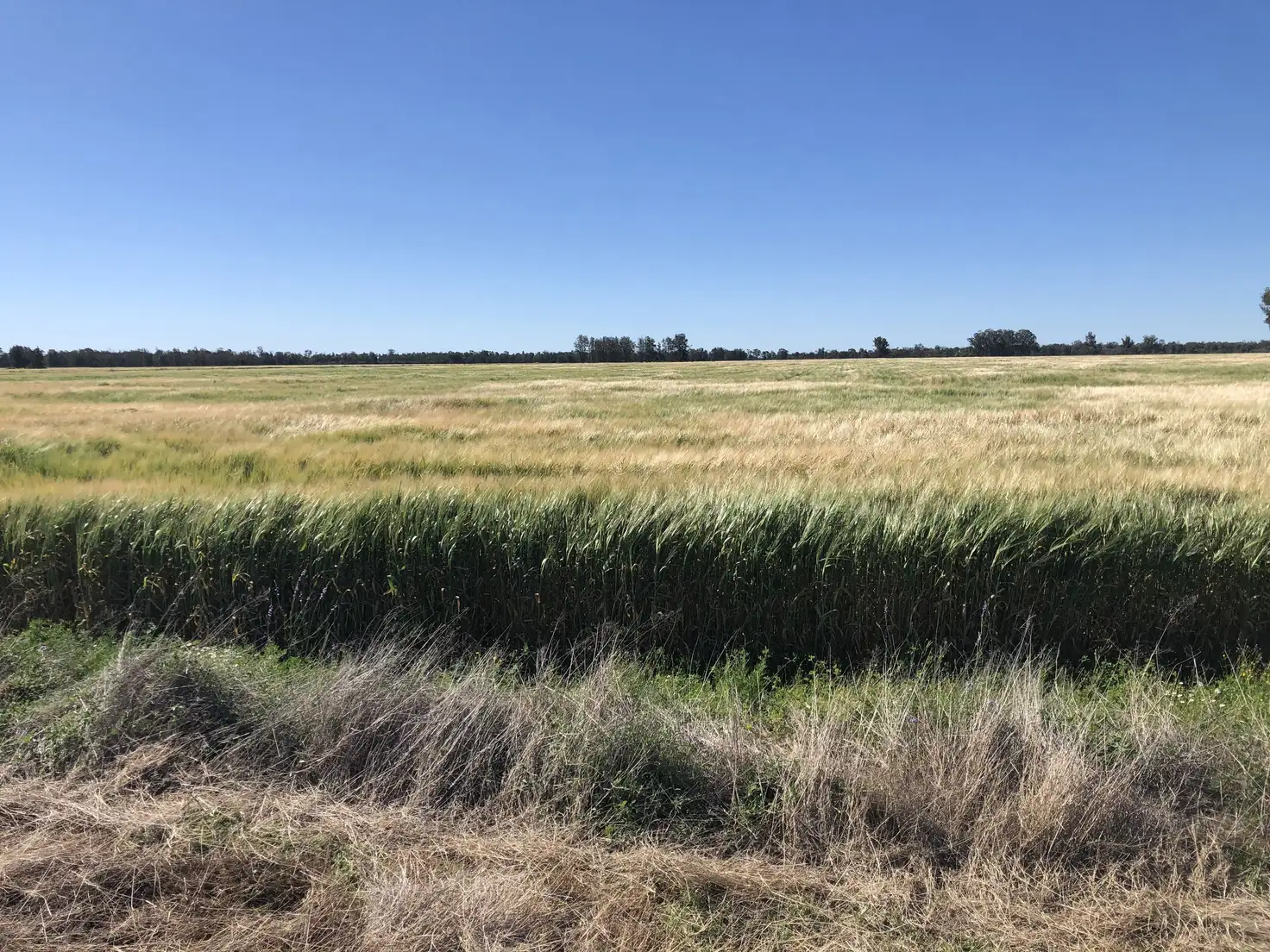 Main view of Homely rural property listing, 31850 Cunningham Highway, Goondiwindi QLD 4390