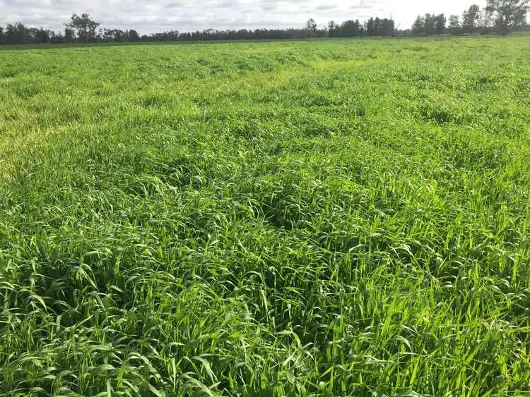 Second view of Homely rural property listing, 31850 Cunningham Highway, Goondiwindi QLD 4390