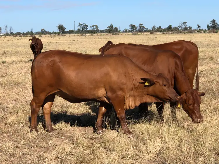 Third view of Homely rural property listing, 31850 Cunningham Highway, Goondiwindi QLD 4390