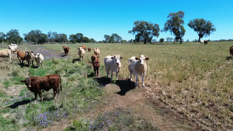 Third view of Homely rural property listing, Lot 1 Bradleys Road, Bell QLD 4408