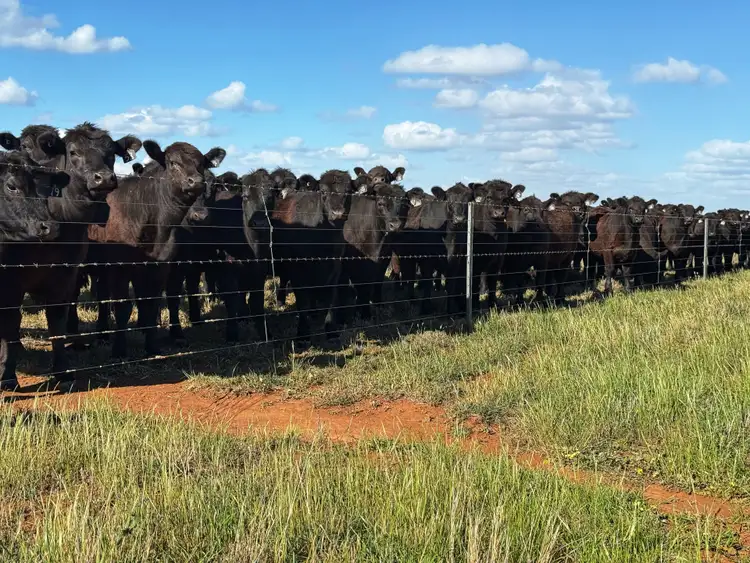 Third view of Homely rural property listing, 'Laurel Hills' 81 Salters Road, Condobolin NSW 2877