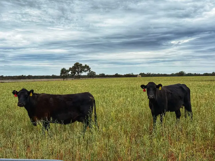 'Napunyah' 1224 Eremeran Road, Condobolin NSW 2877