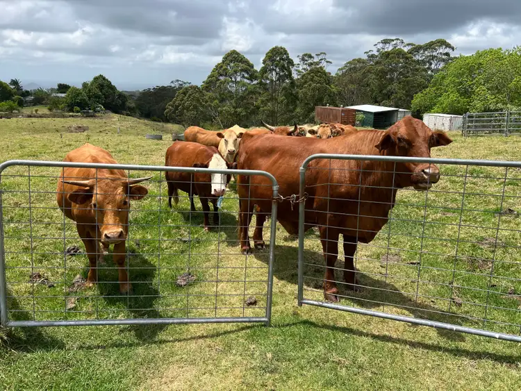 Second view of Homely rural property listing, 50 Horne Road, Mount Mee QLD 4521