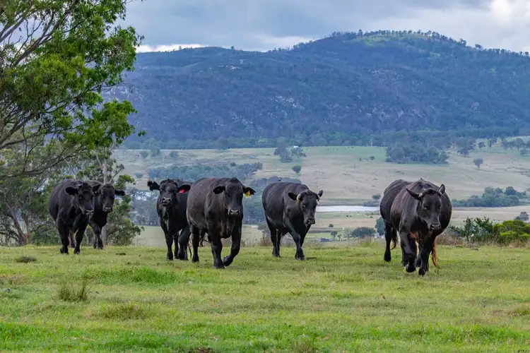 Second view of Homely rural property listing, 337 Mount Mackenzie Road, Tenterfield NSW 2372
