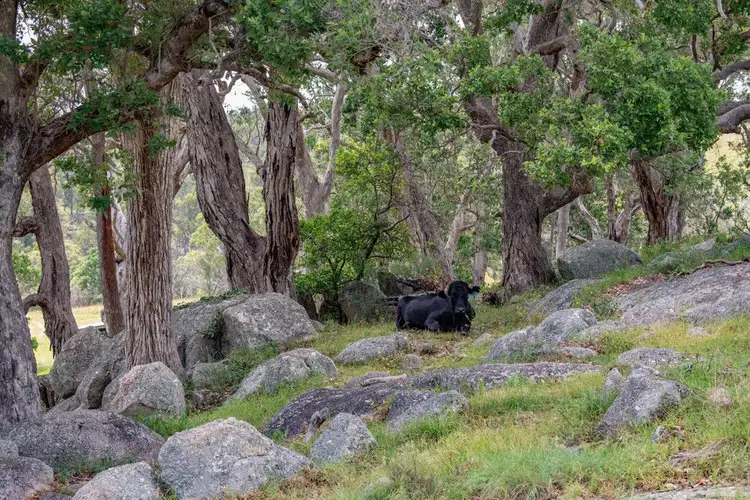 Fifth view of Homely rural property listing, 337 Mount Mackenzie Road, Tenterfield NSW 2372