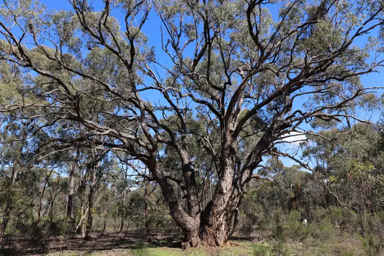 Third view of Homely rural property listing, Lot 3 Buffalo Swamp Road, Whroo VIC 3612