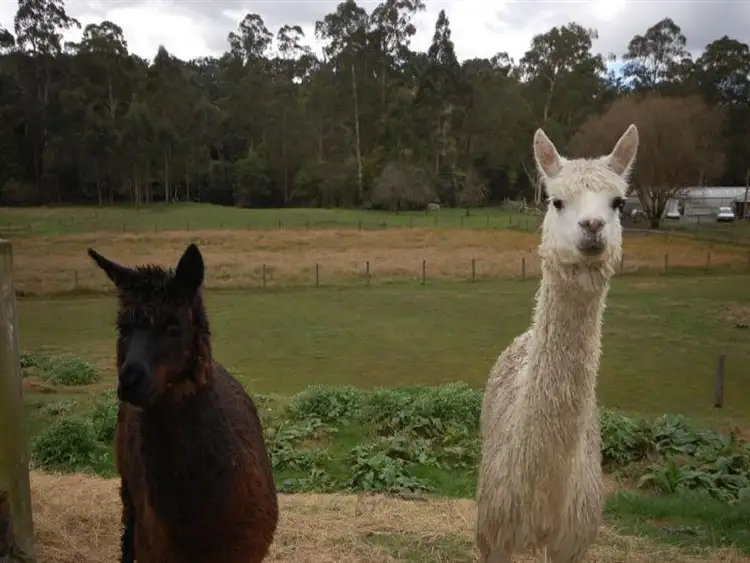 Fifth view of Homely house listing, 185 Beenak Rd, Yellingbo VIC