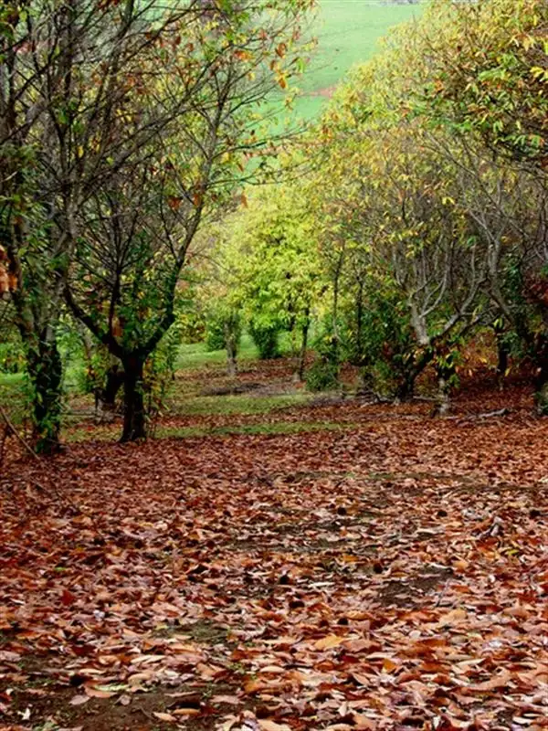 Third view of Homely house listing, Lot 21 Mckittrick Rd, Nannup WA
