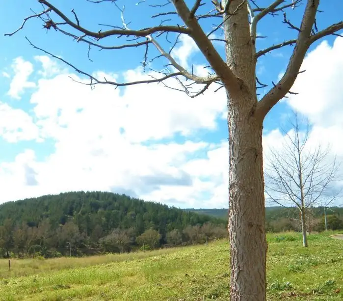Third view of Homely land listing, 17 Dunnet Road, Nannup WA 6275