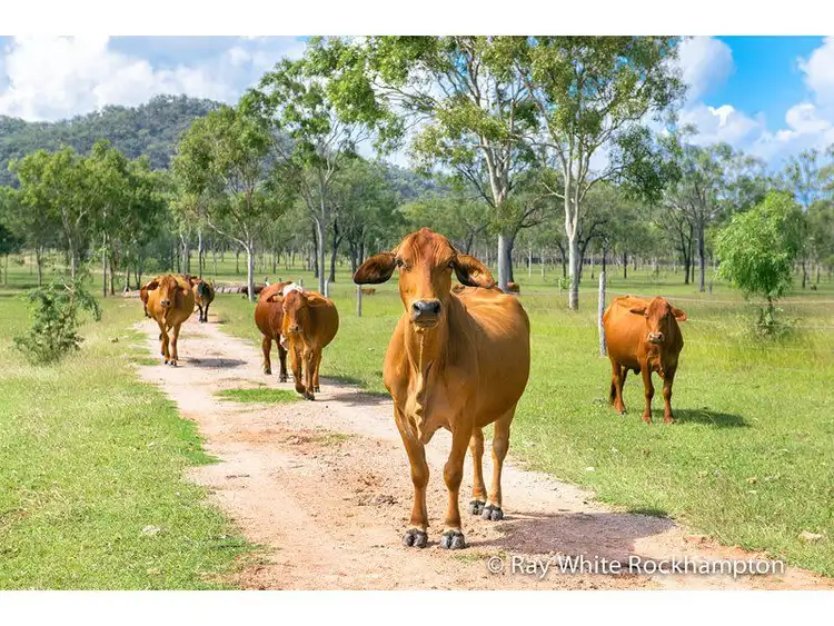 Third view of Homely rural property listing, 272 Raspberry Creek Road, Kunwarara QLD 4702