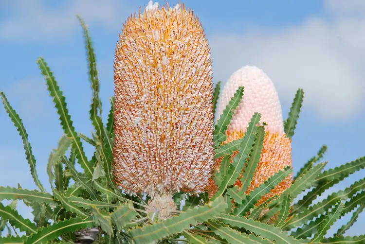 Second view of Homely land listing, Lot 74 Ridge Way, Jurien Bay WA 6516