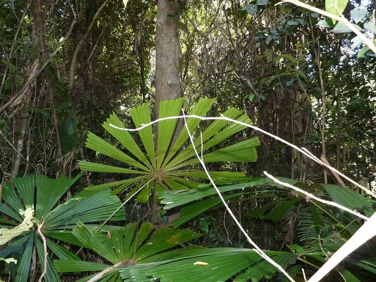 Fourth view of Homely land listing, Lot 16 Rainforest Drive, Jubilee Heights QLD 4860