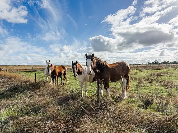 Sixth view of Homely rural property listing, 60 Chaunceys Line Rd, Strathalbyn SA