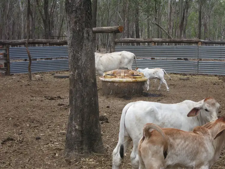 Sixth view of Homely rural property listing, 0 "Werribee Creek" Valley Road, Canal Creek QLD 4702