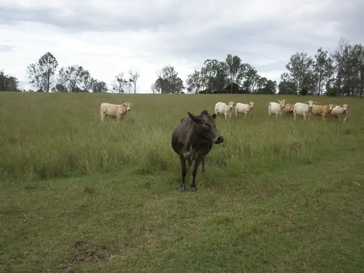 Second view of Homely house listing, 215 P Griffiths Rd, Rosevale QLD
