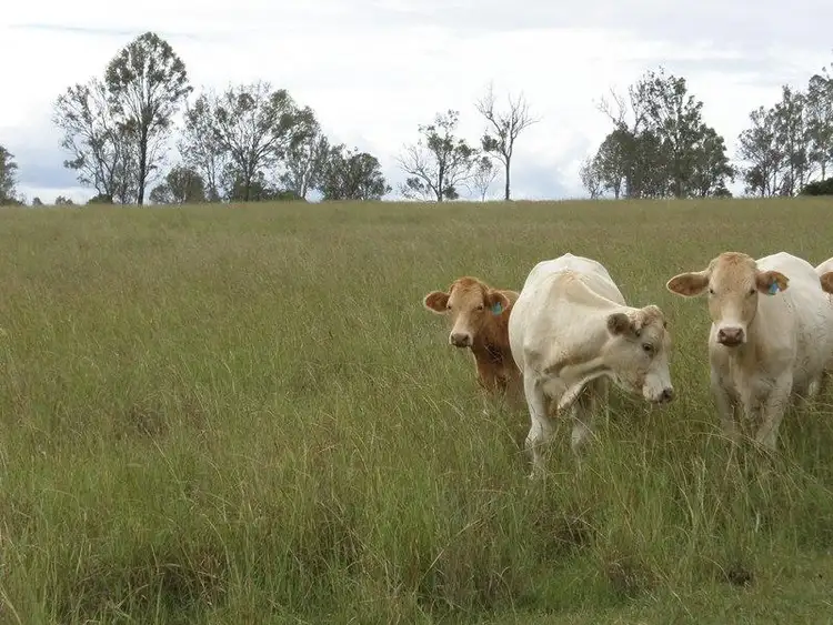 Fifth view of Homely house listing, 215 P Griffiths Rd, Rosevale QLD