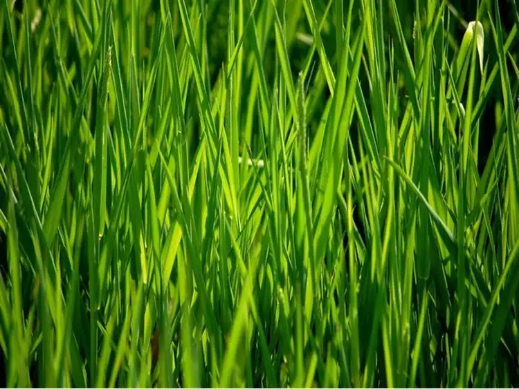 12 Creswick Dr, Epping VIC