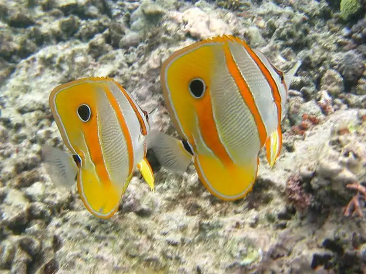 Sixth view of Homely house listing, 142 Kennedy Esp, Mission Beach QLD