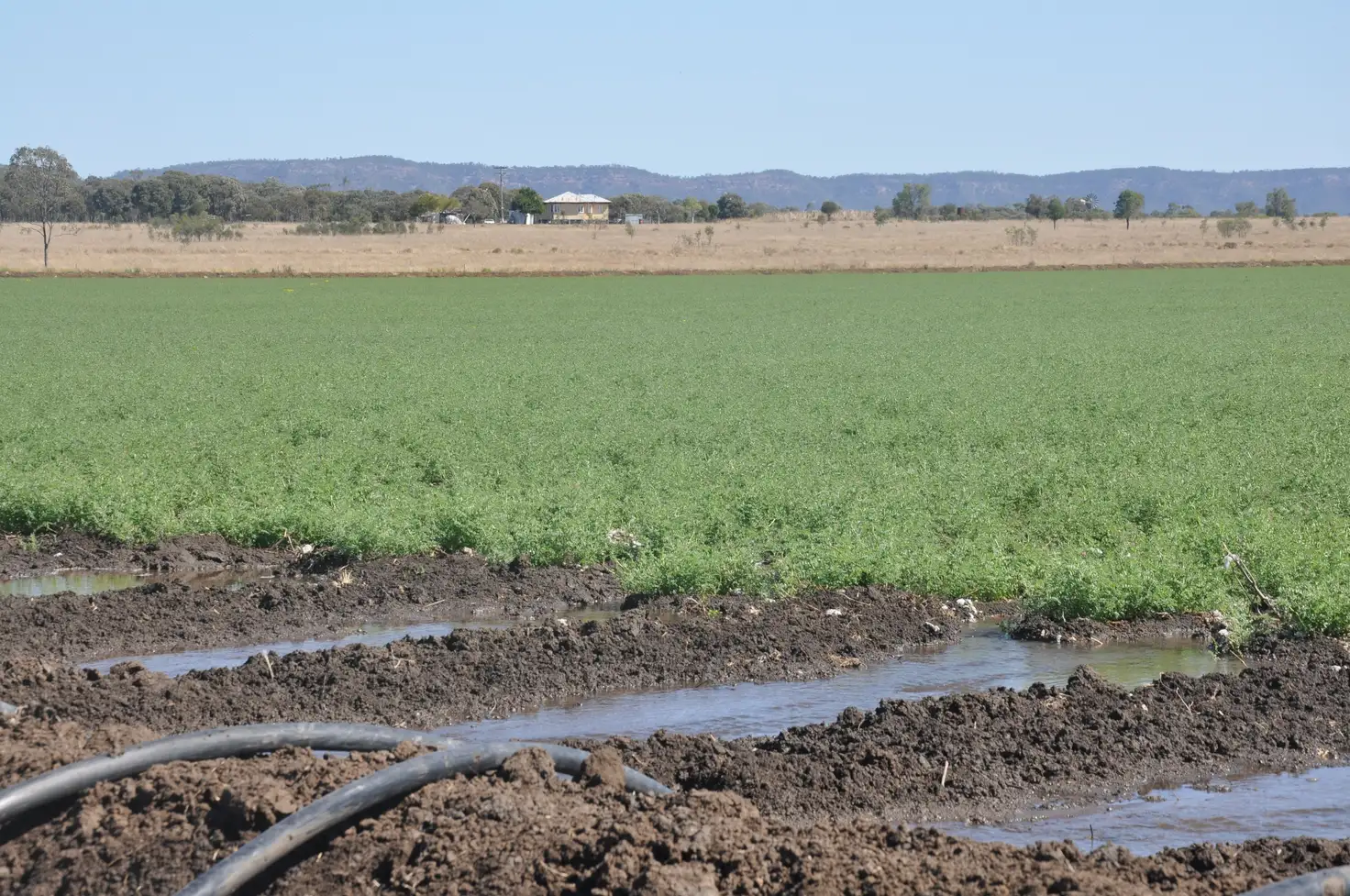 Main view of Homely rural property listing, 135 Austins Road, Theodore QLD 4719