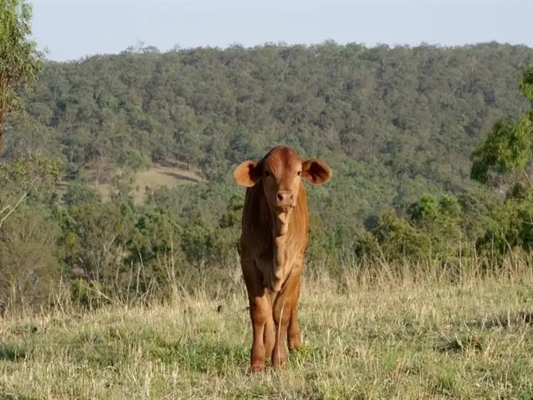 Second view of Homely rural property listing, 1068 Boonah Rathdowney Rd, Boonah QLD