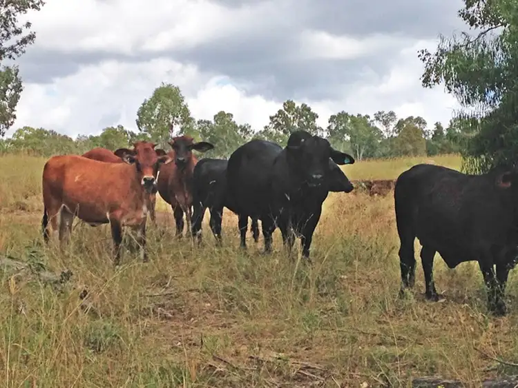 Fourth view of Homely rural property listing, 1016 Airport Road, Monto QLD 4630