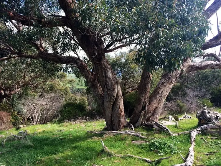 Seventh view of Homely rural property listing, Lot 2 Mt Robinson Road, Willow Creek SA 5211