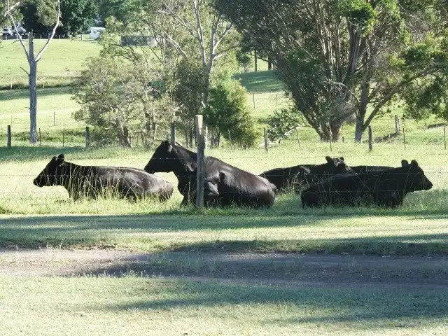 Fourth view of Homely house listing, 333 Alison Road, Dungog NSW 2420