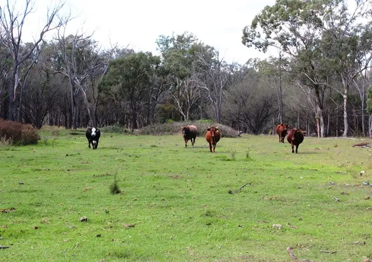 Third view of Homely rural property listing, 21727 New England Highway, Dalveen QLD 4374