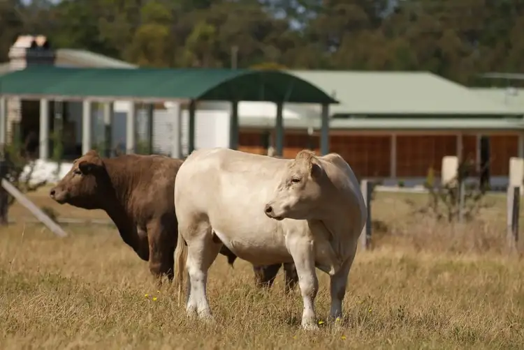 Sixth view of Homely rural property listing, 5 Mavin Lane, Cottonvale QLD 4375