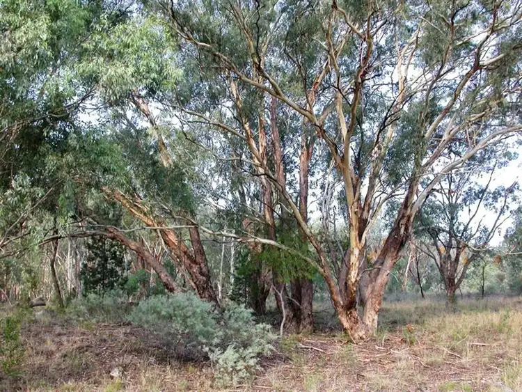 Sixth view of Homely rural property listing, Lot 30 Mole River Road, Tenterfield NSW 2372