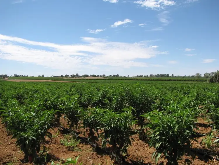 Second view of Homely land listing, Lot 25 Hombsch Road, Cobdogla SA 5346