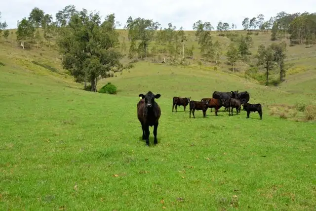 246 Alison Road, Dungog NSW 2420