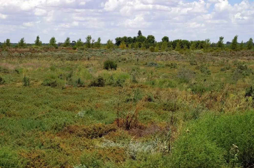 Main view of Homely rural property listing, Lot 1 Wentworth Road, Renmark SA 5341