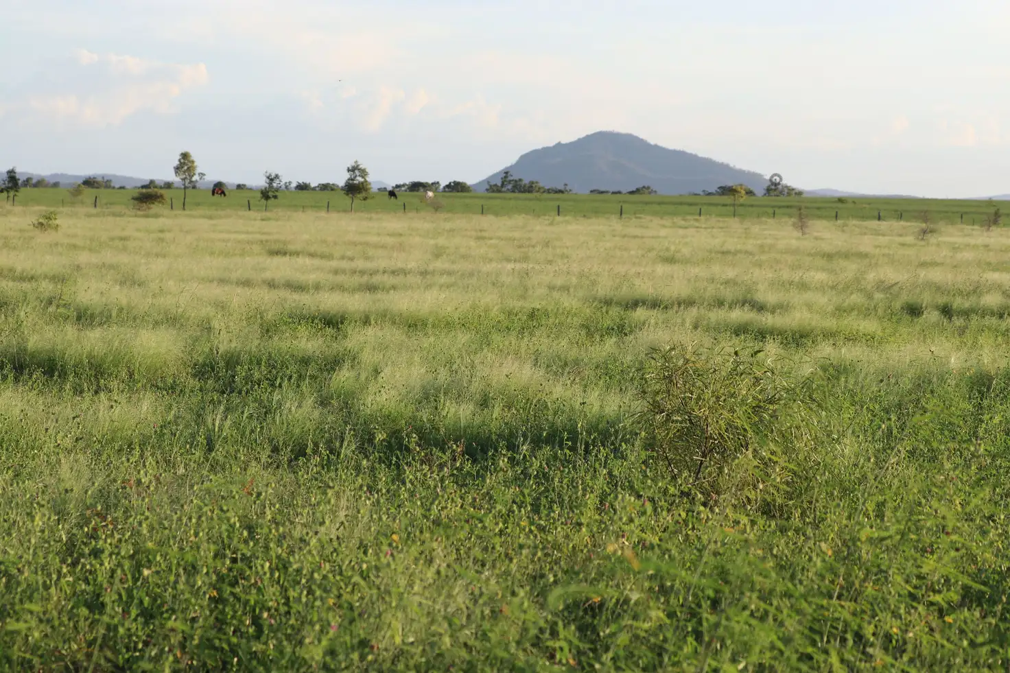 Main view of Homely rural property listing, 167 Pandora Road, Alton Downs QLD 4702