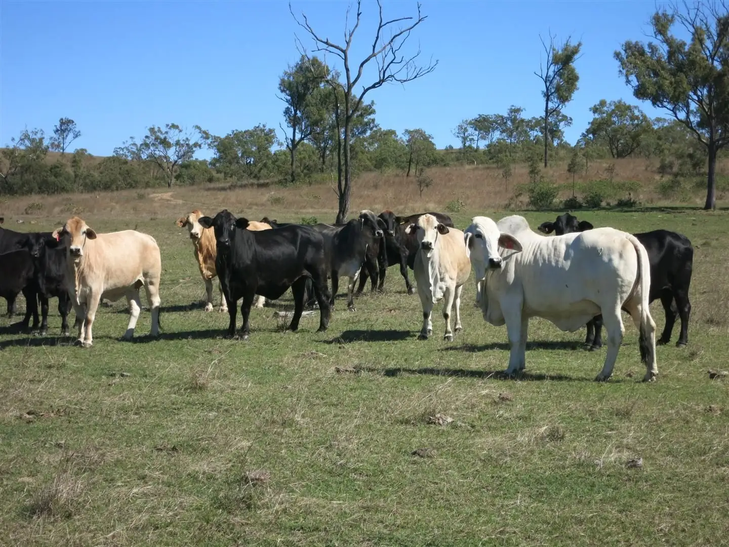 Main view of Homely rural property listing, Lot 25 Stanwell-Waroula Road, Dalma QLD 4702