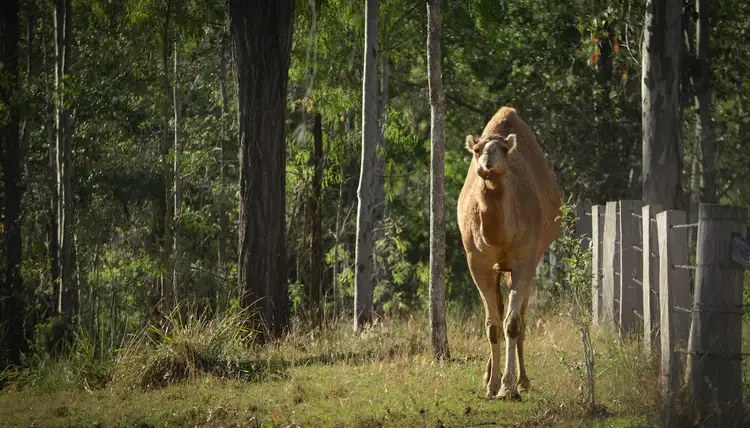 Fifth view of Homely rural property listing, 992 Wivenhoe-Somerset Road, Fernvale QLD 4306