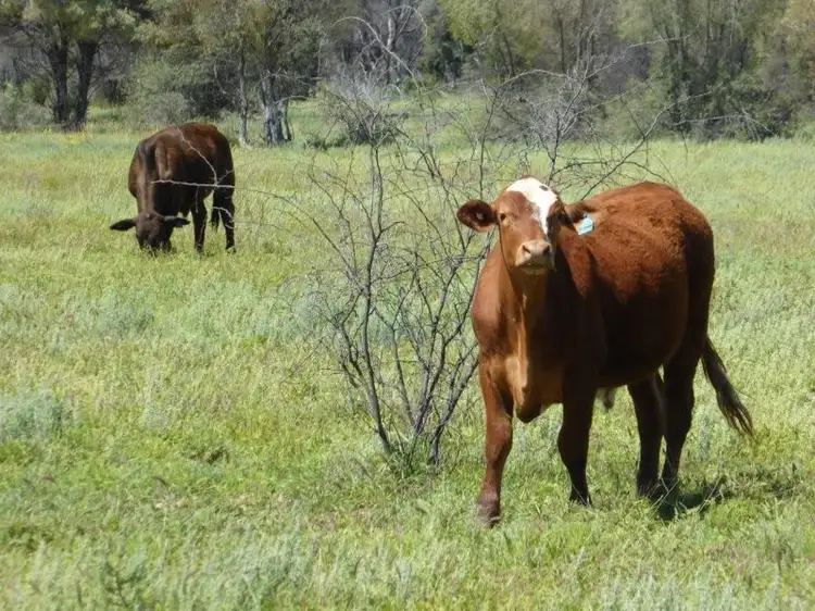 Second view of Homely land listing, Lot 10 Frames Lane, Blackall QLD 4472