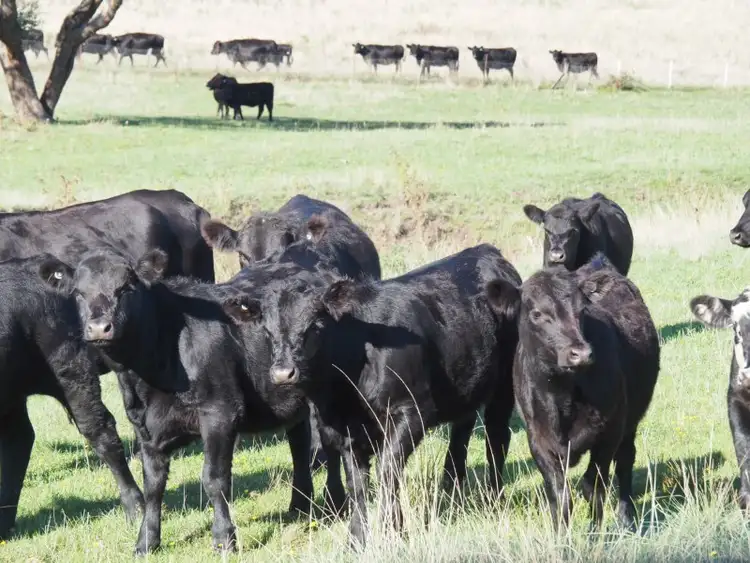 Third view of Homely rural property listing, Address available on request