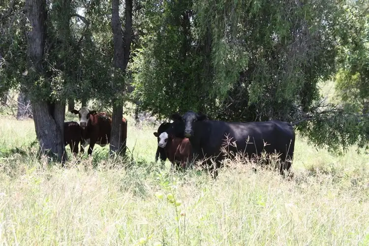 Second view of Homely rural property listing, 436 Lochaber Access Road, Eidsvold QLD 4627