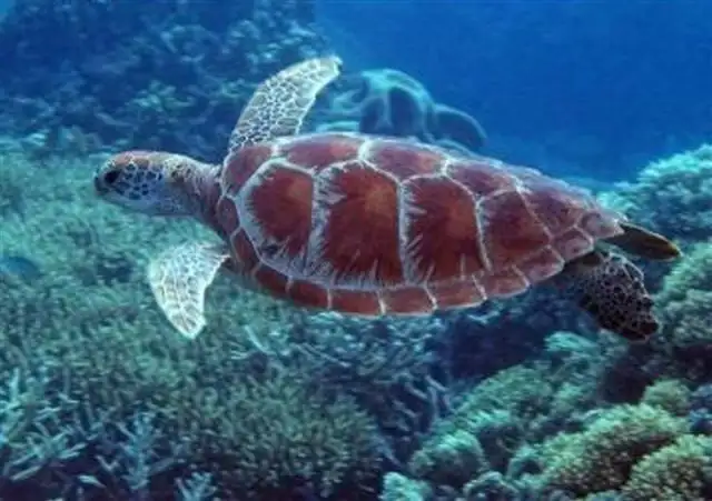 Sixth view of Homely land listing, 45 Inarlinga Road, Cowley Beach QLD 4871