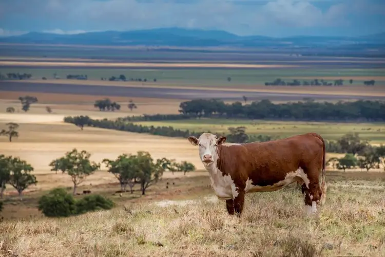 Main view of Homely rural property listing, " Barrington Park", Quirindi NSW 2343