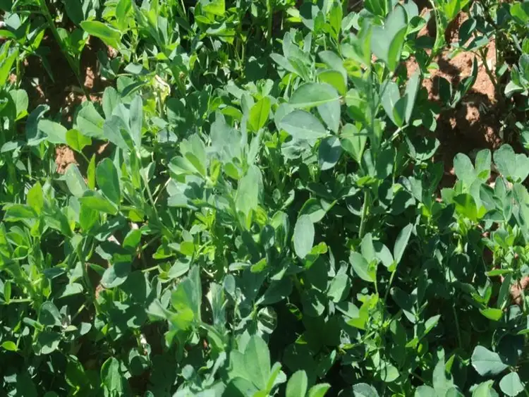 Sixth view of Homely rural property listing, "Mayfield" Narrabri, Narrabri NSW 2390