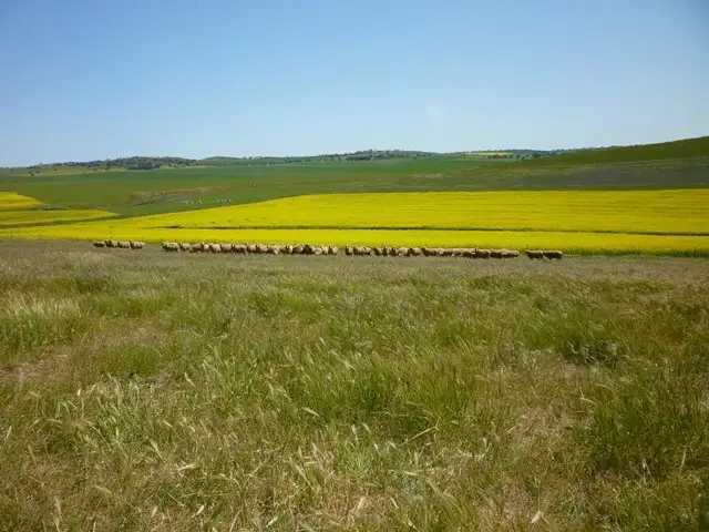 Fifth view of Homely rural property listing, "Pfitzners" Range Road, Eudunda SA 5374