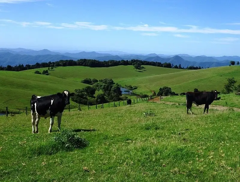 Main view of Homely rural property listing, 5287 Waterfall Way, Dorrigo NSW 2453